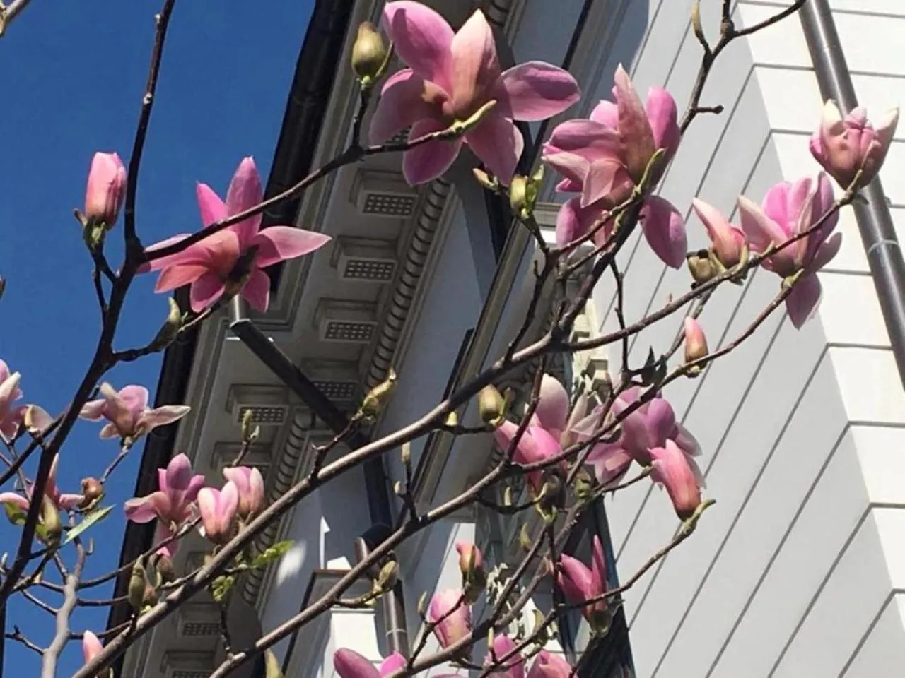 בוקרשט Atrium Hotel Ateneu City Center